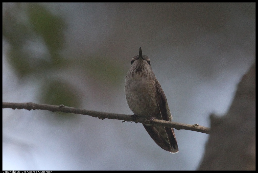 0421-105544-02.jpg - Anna's Hummingbird