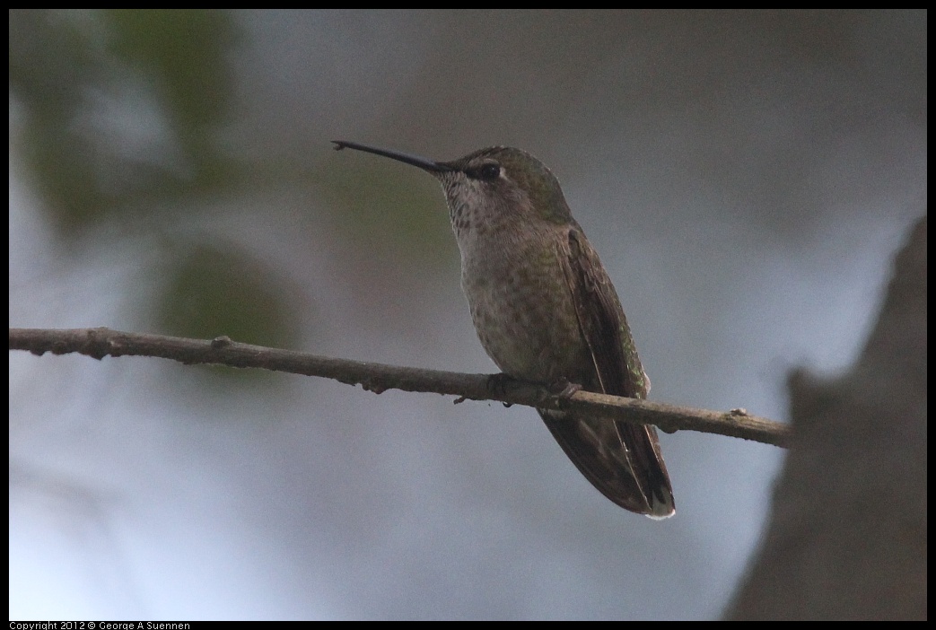 0421-105545-03.jpg - Anna's Hummingbird
