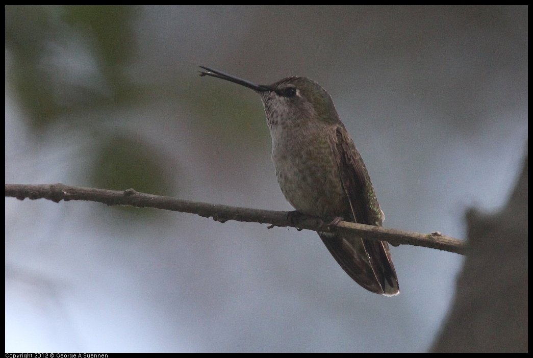 0421-105545-05.jpg - Anna's Hummingbird