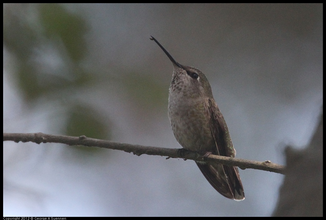 0421-105548-01.jpg - Anna's Hummingbird