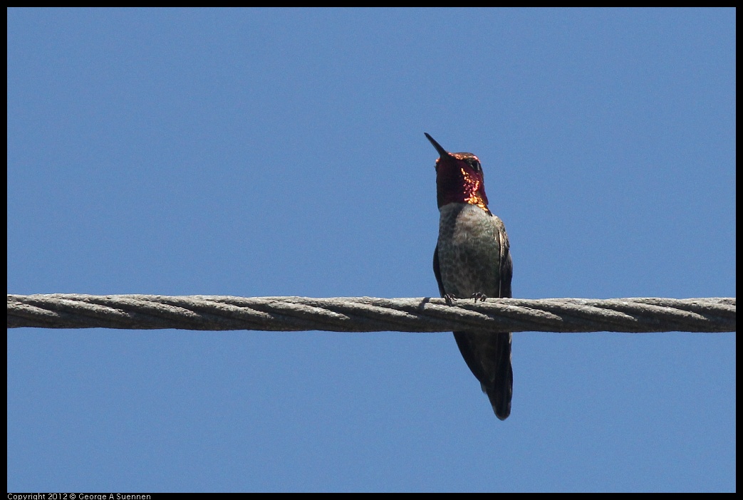 0421-110335-03.jpg - Anna's Hummingbird