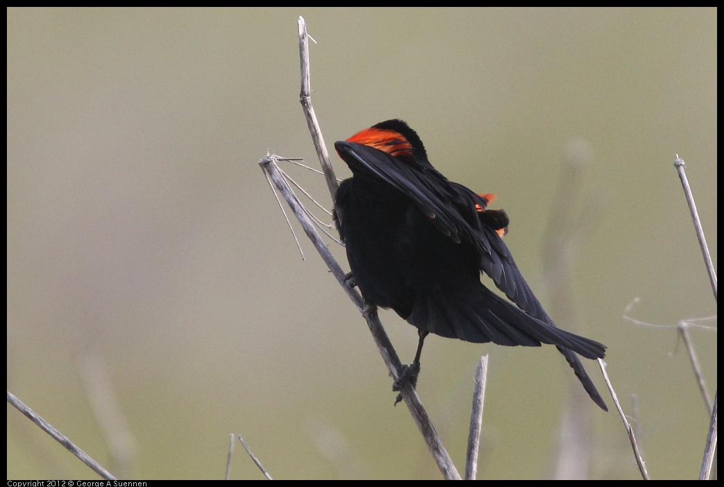 0424-072300-02.jpg - Red-winged Blackbird