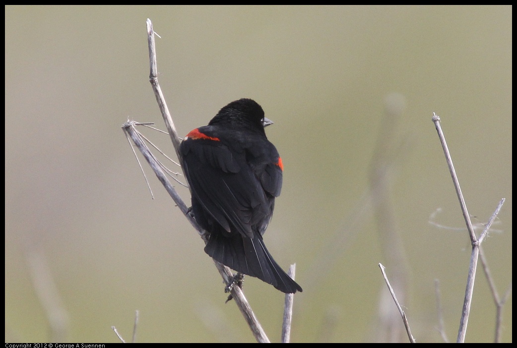 0424-072301-01.jpg - Red-winged Blackbird