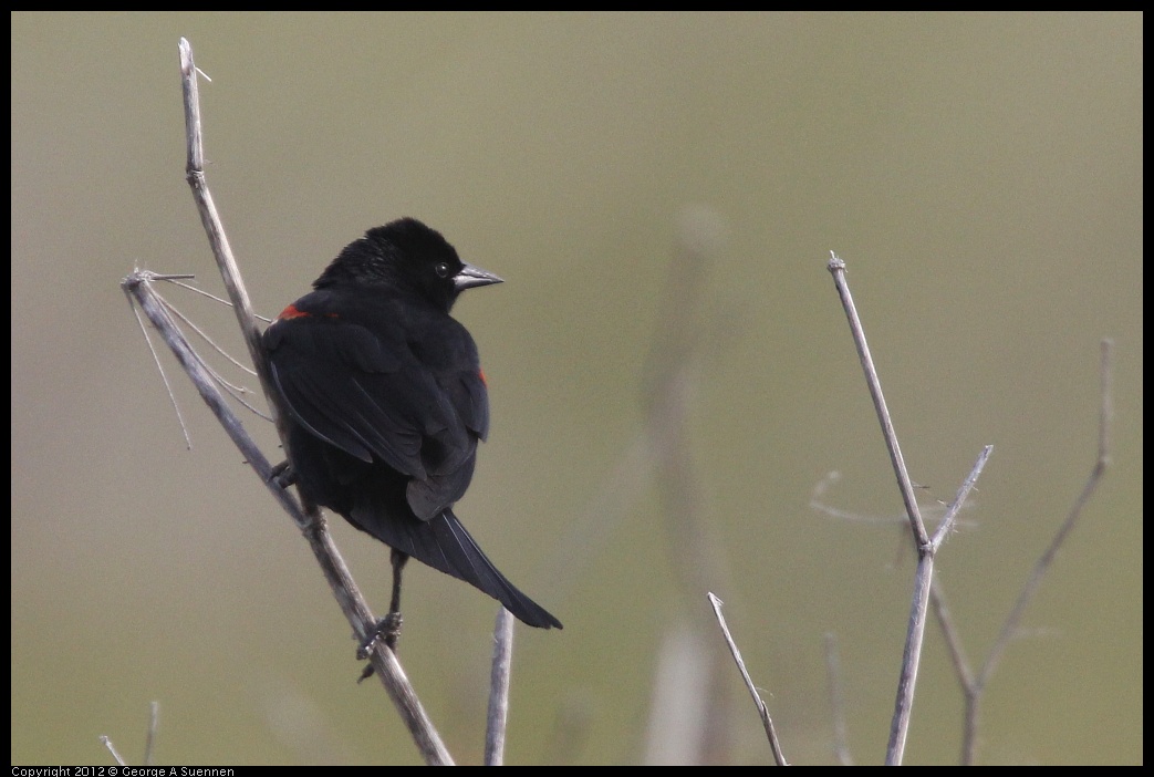 0424-072304-01.jpg - Red-winged Blackbird