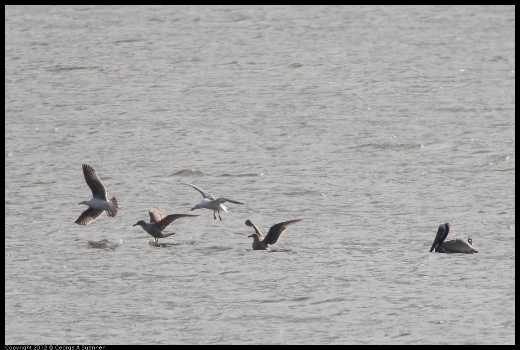 0424-073813-01.jpg - Brown Pelican and Gulls