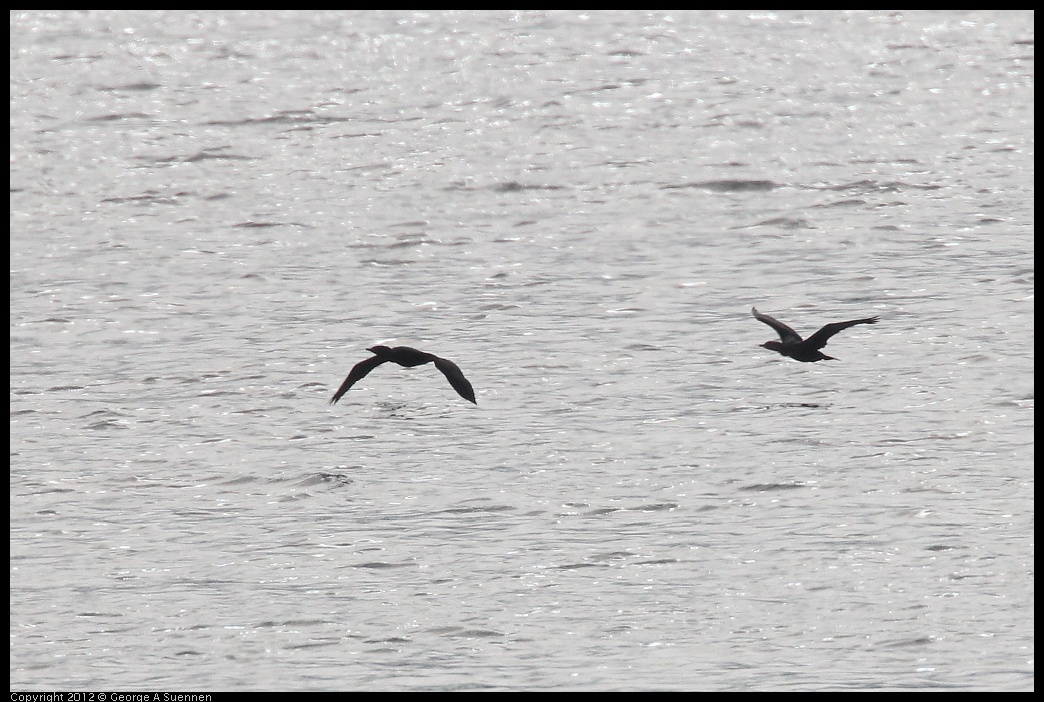 0424-075217-01.jpg - Double-crested Cormorant