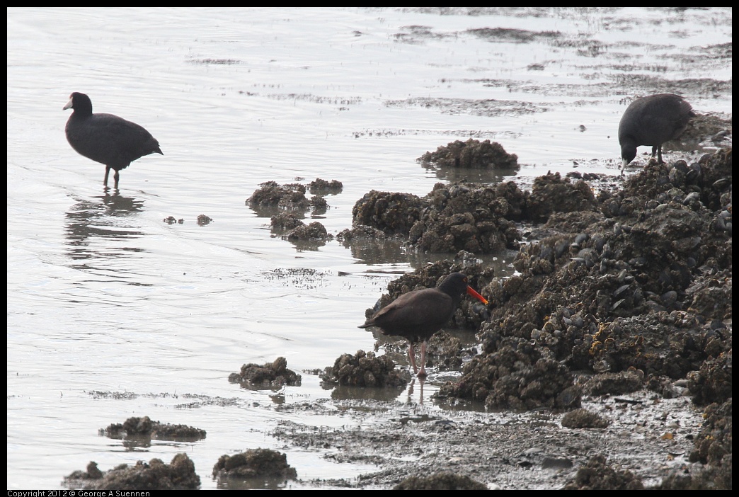 0424-081344-02.jpg - Coots and Oystercatcher