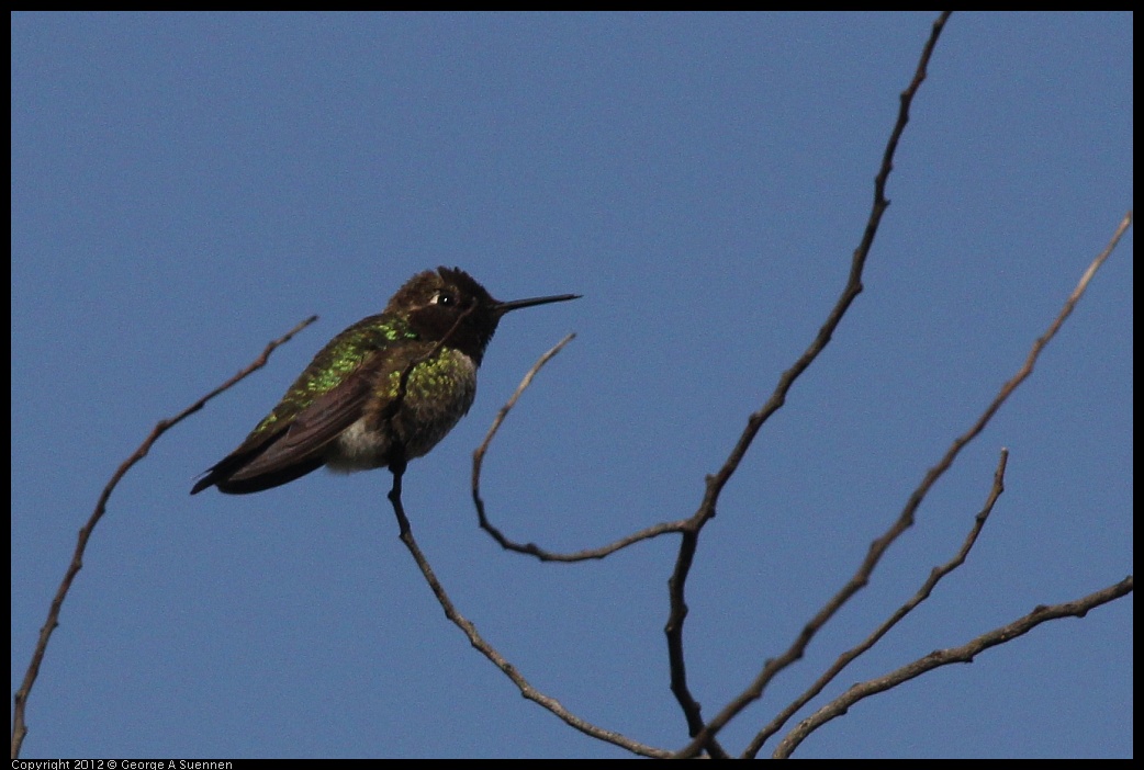 0429-171033-01.jpg - Anna's Hummingbird
