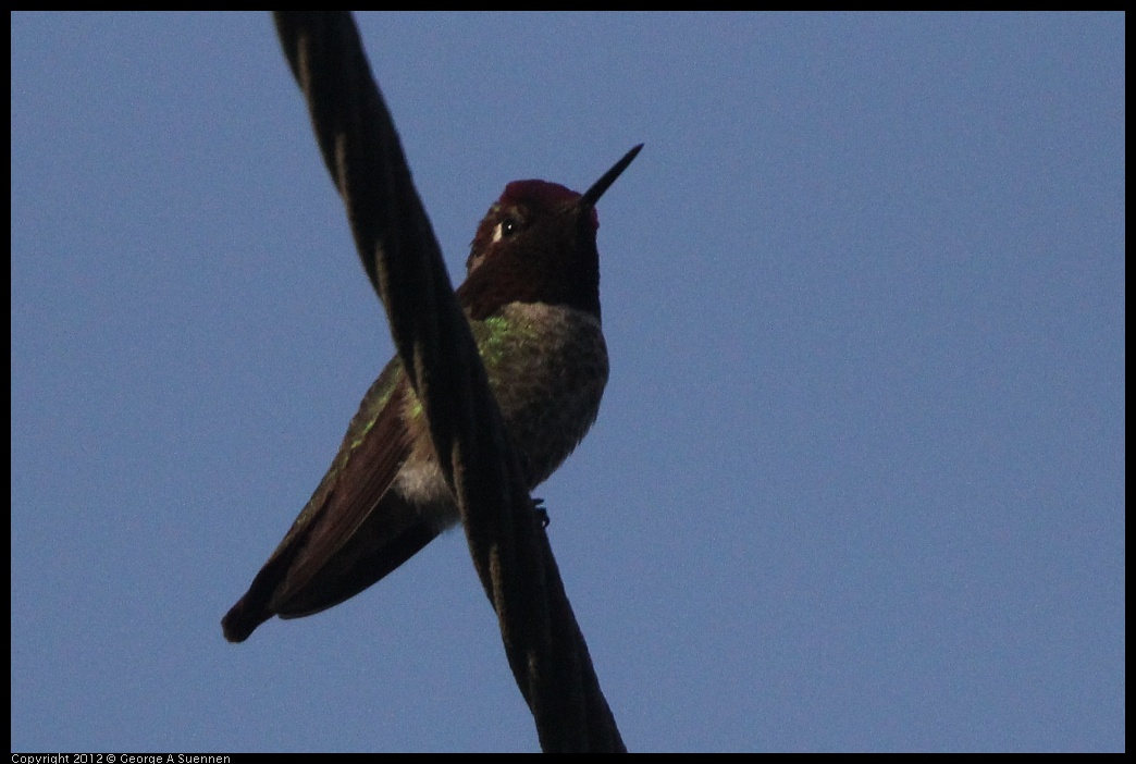 0429-175450-05.jpg - Anna's Hummingbird