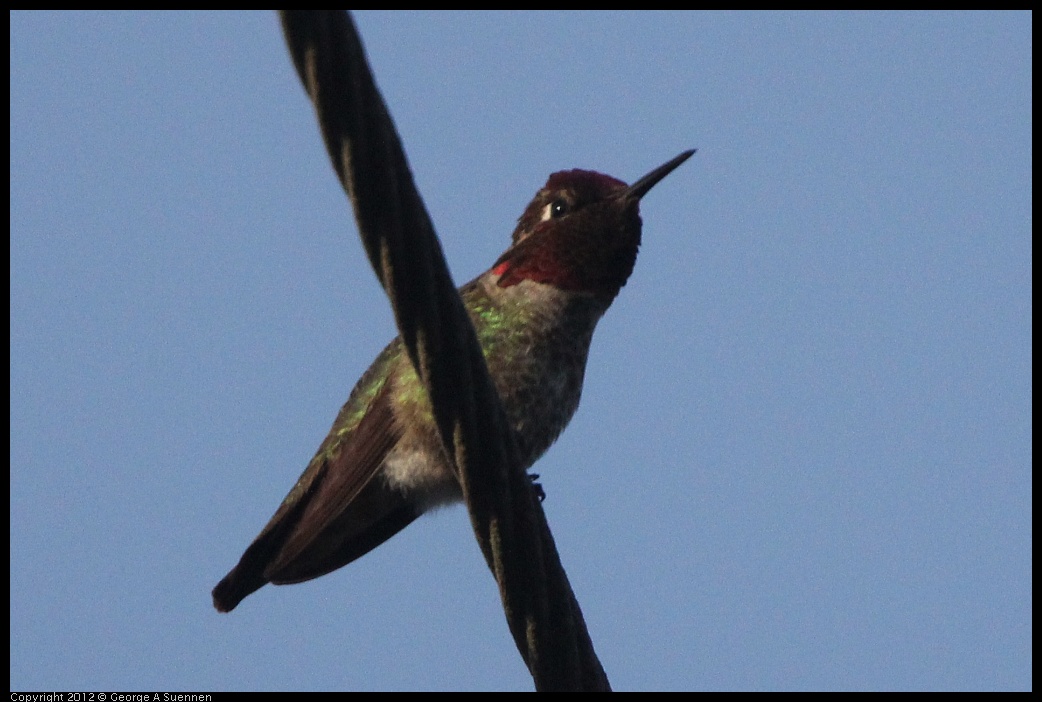 0429-175452-03.jpg - Anna's Hummingbird