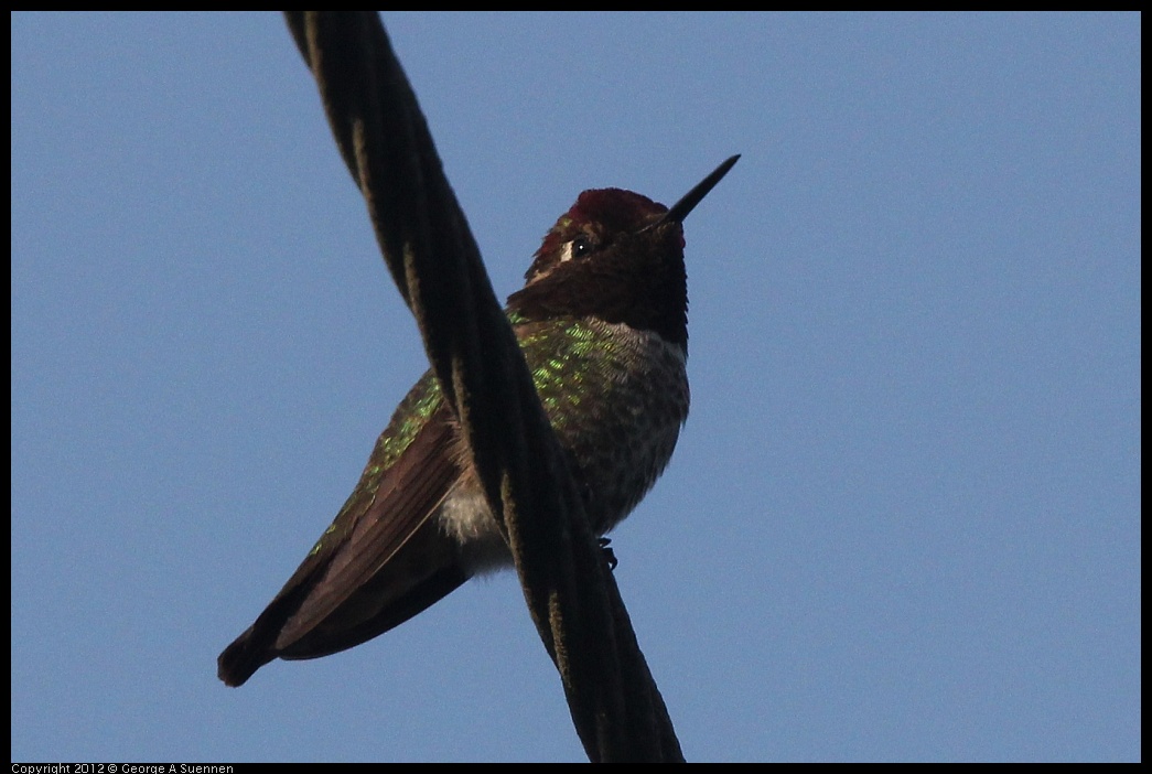0429-175504-01.jpg - Anna's Hummingbird