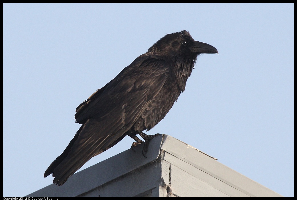 0429-180528-01.jpg - Common Raven