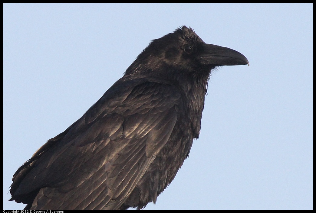 0429-180531-01.jpg - Common Raven