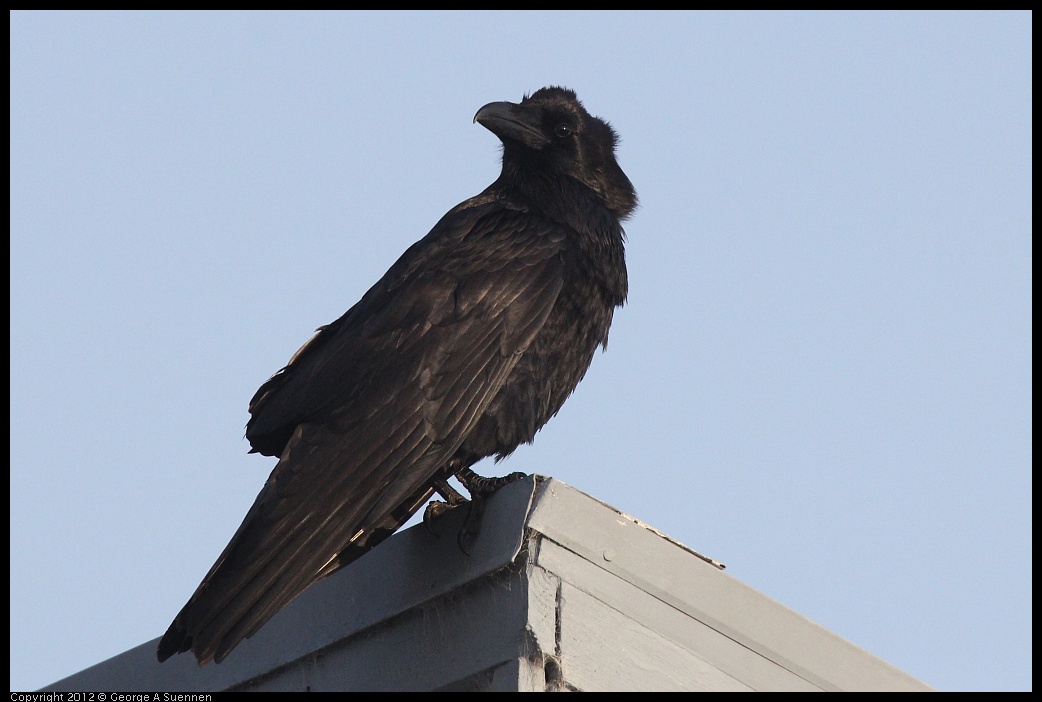 0429-180535-01.jpg - Common Raven