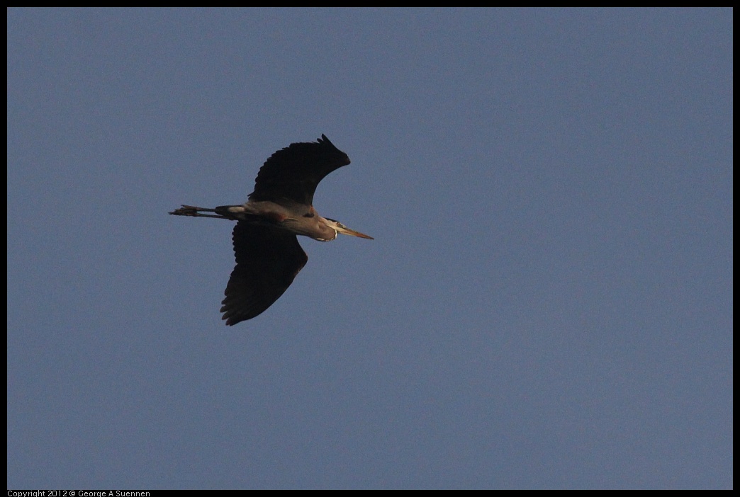0429-181135-01.jpg - Great Blue Heron
