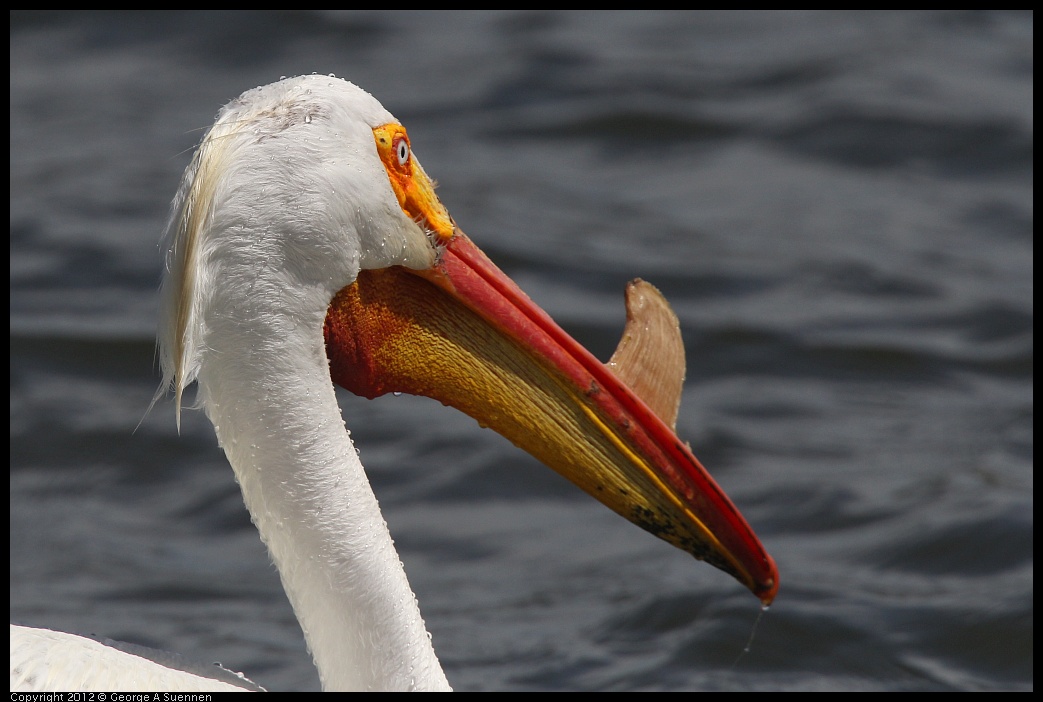 0430-134211-01.jpg - White Pelican