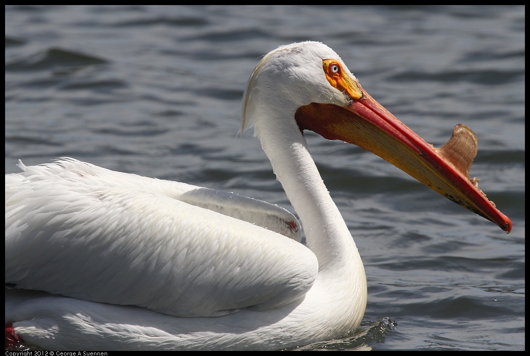 0430-134224-01.jpg - White Pelican