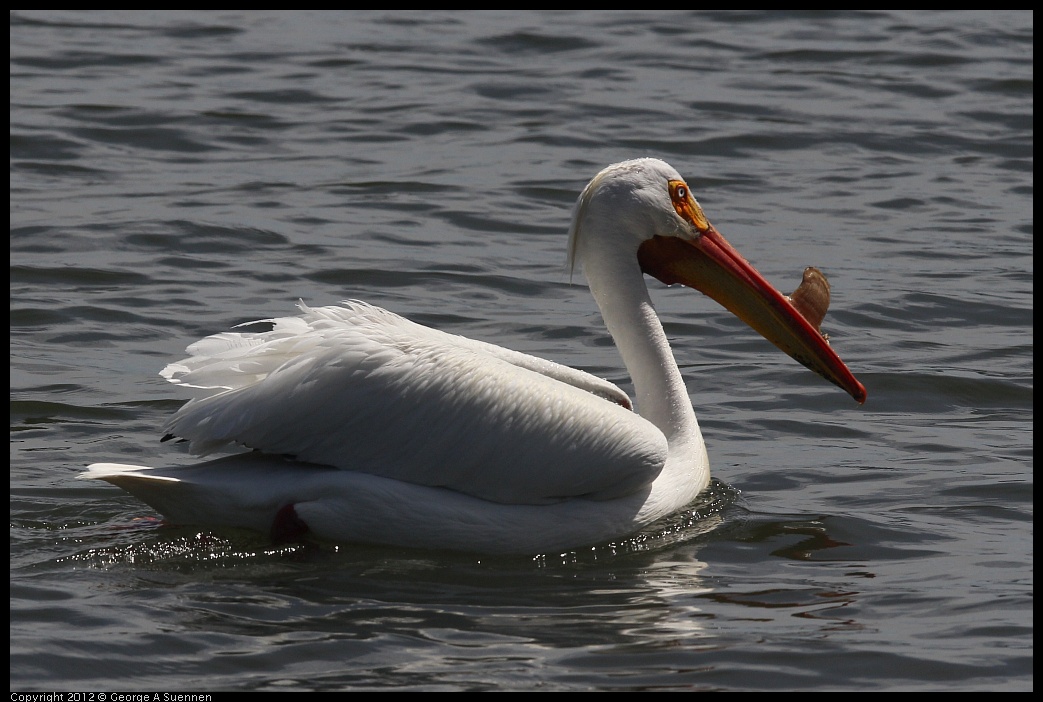 0430-134241-02.jpg - White Pelican