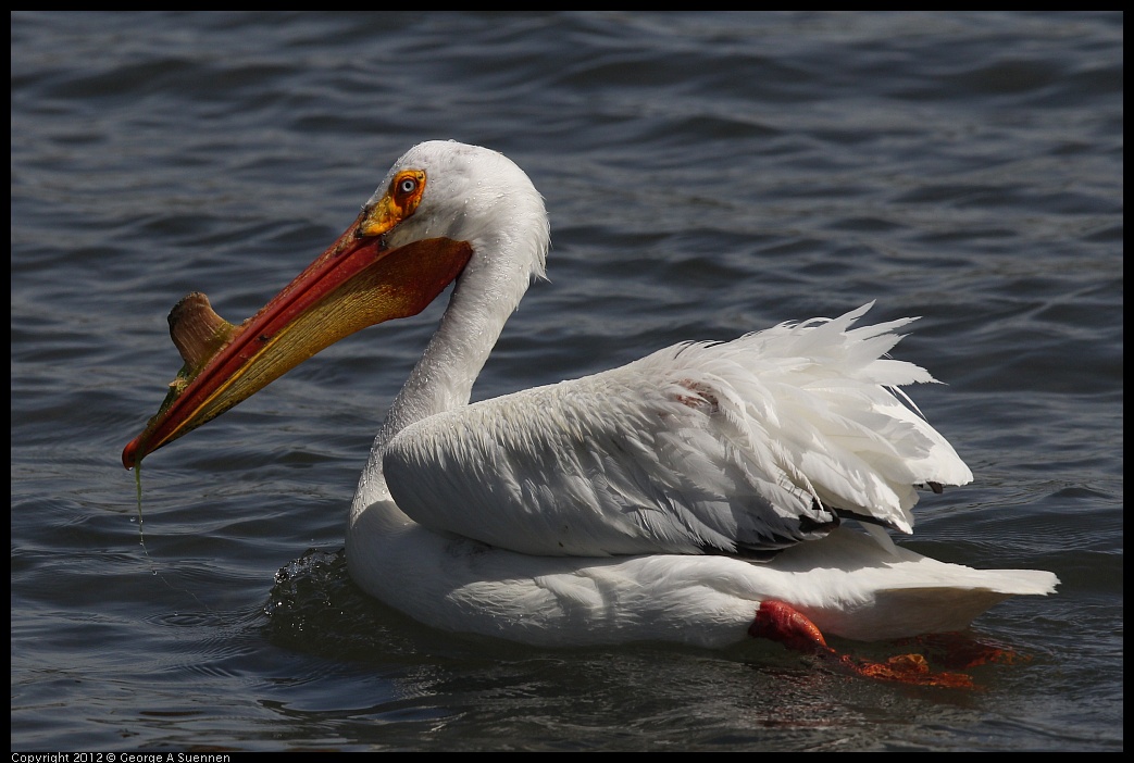 0430-134510-01.jpg - White Pelican