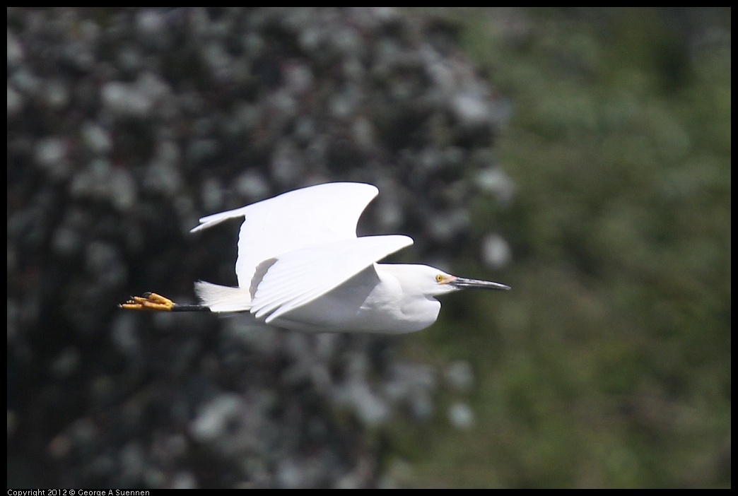 0430-141351-01.jpg - Snowy Egret
