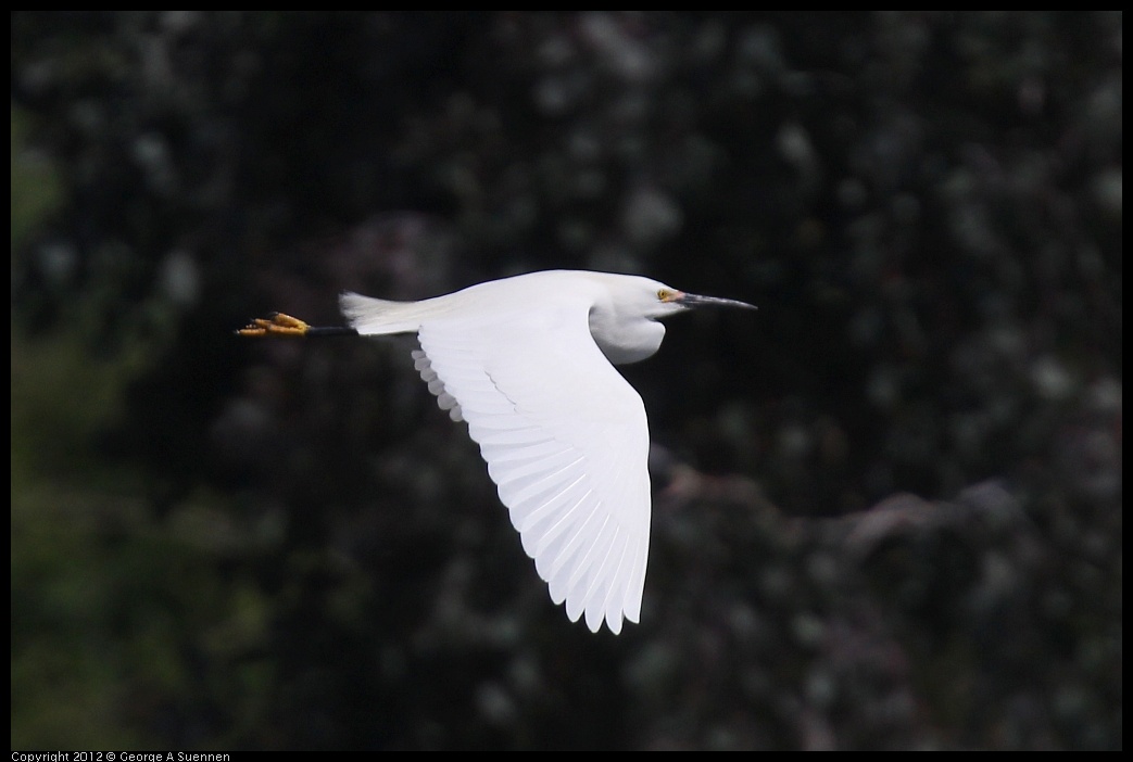 0430-141352-01.jpg - Snowy Egret