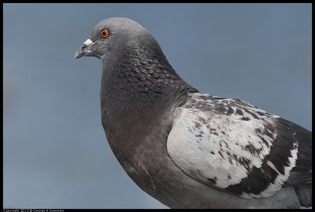 0430-142404-01.jpg - Rock Pigeon