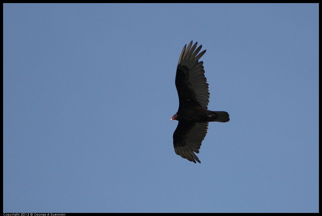 0502-080901-06.jpg - Turkey Vulture