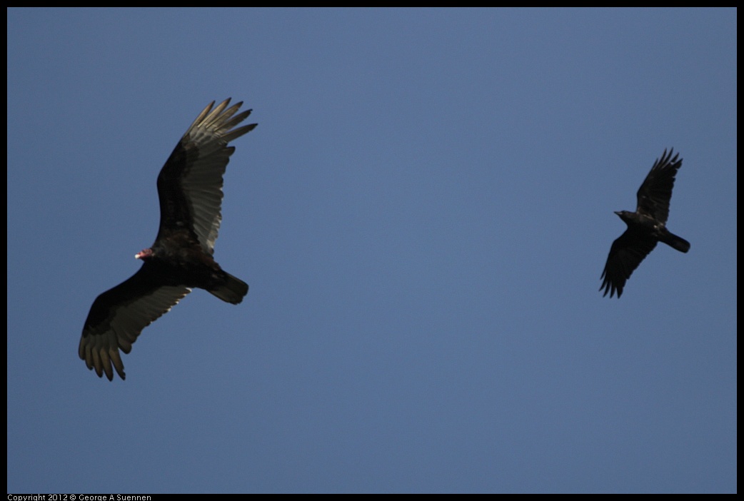 0502-080946-03.jpg - Turkey Vulture and American Crow