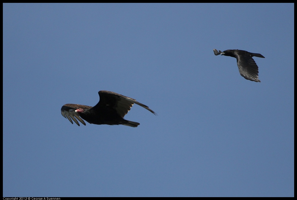 0502-080948-01.jpg - Turkey Vulture and American Crow