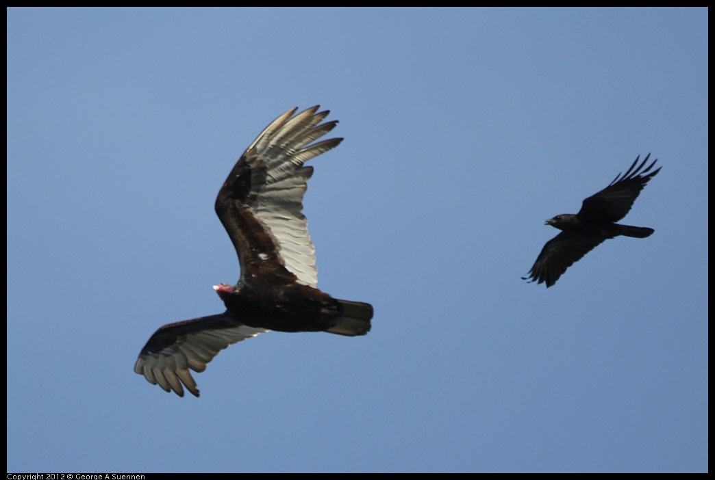 0502-080949-02.jpg - Turkey Vulture and American Crow