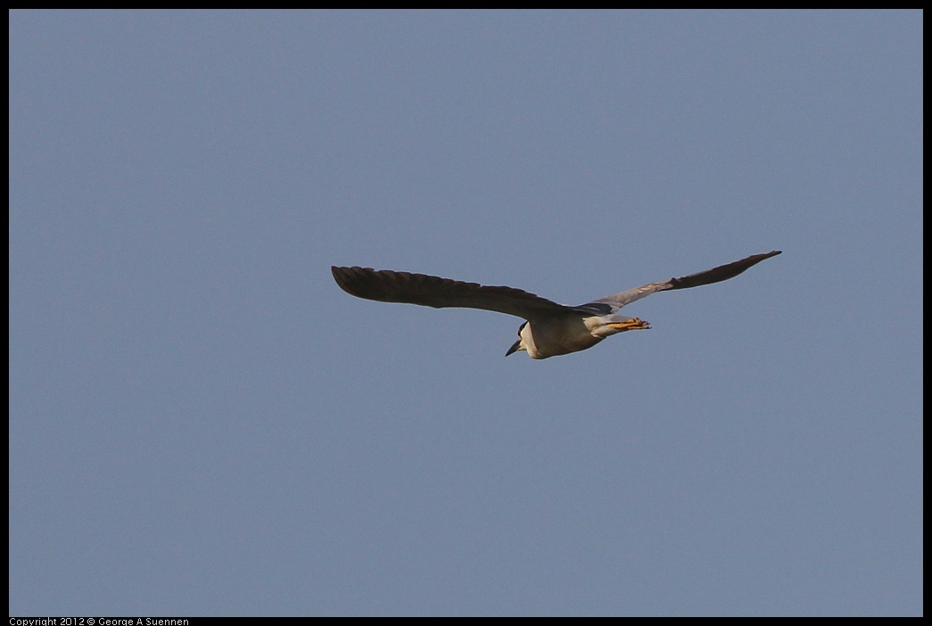 0502-081823-01.jpg - Black-crowned Night Heron