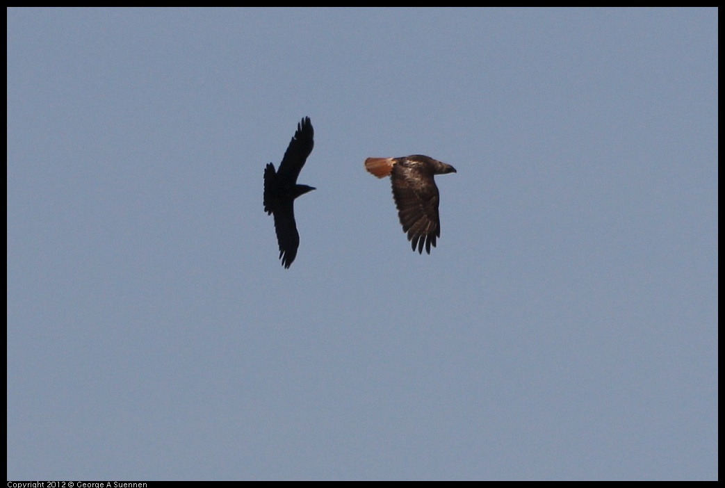0502-082019-02.jpg - Red-tailed Hawk and American Crow
