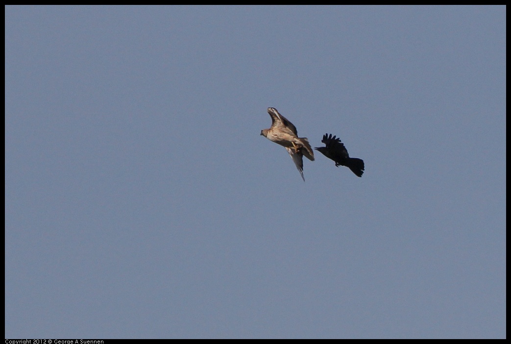 0502-082023-02.jpg - Red-tailed Hawk and American Crow