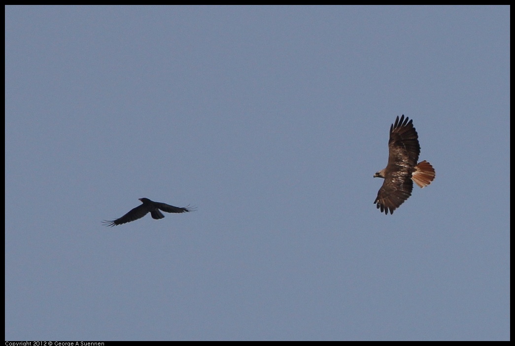 0502-082028-03.jpg - Red-tailed Hawk and American Crow