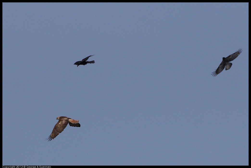 0502-082102-03.jpg - Red-tailed Hawk and American Crow