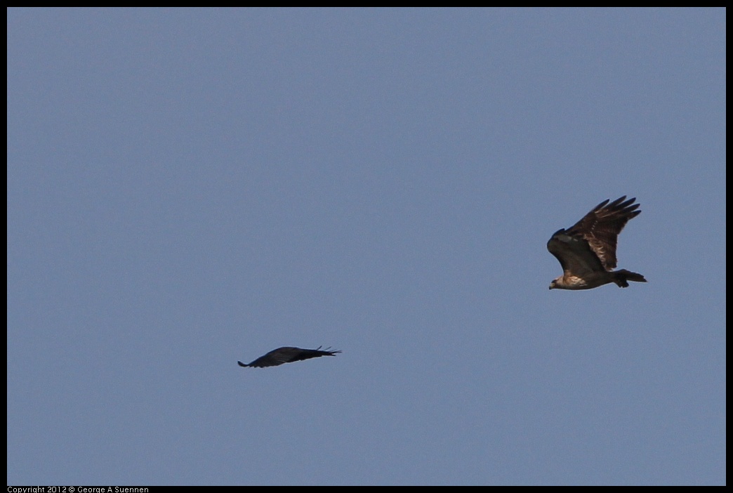 0502-082103-02.jpg - Red-tailed Hawk and American Crow