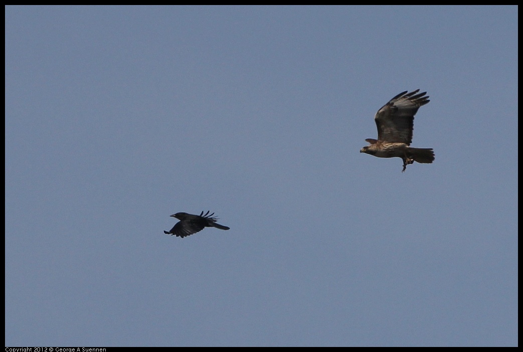 0502-082106-01.jpg - Red-tailed Hawk and American Crow