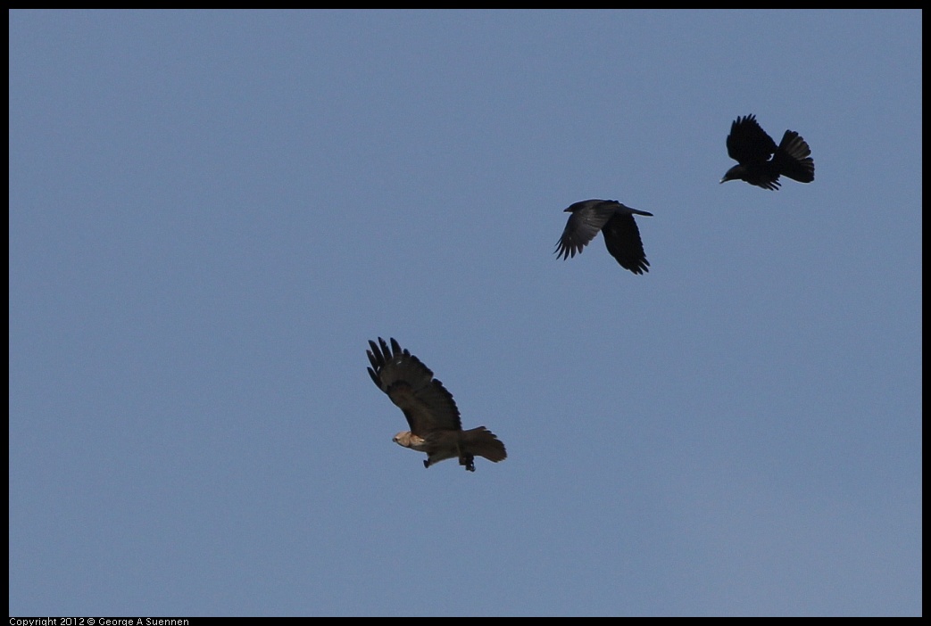 0502-082109-01.jpg - Red-tailed Hawk and American Crow