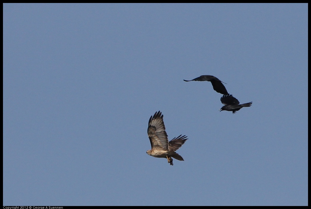 0502-082110-01.jpg - Red-tailed Hawk and American Crow