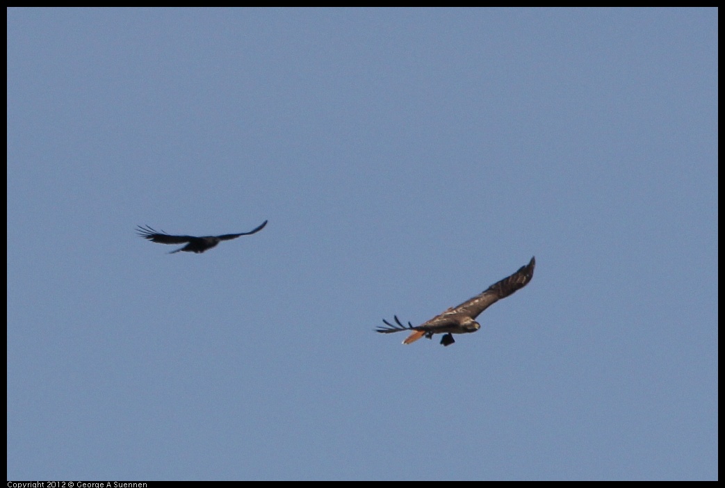 0502-082115-03.jpg - Red-tailed Hawk and American Crow