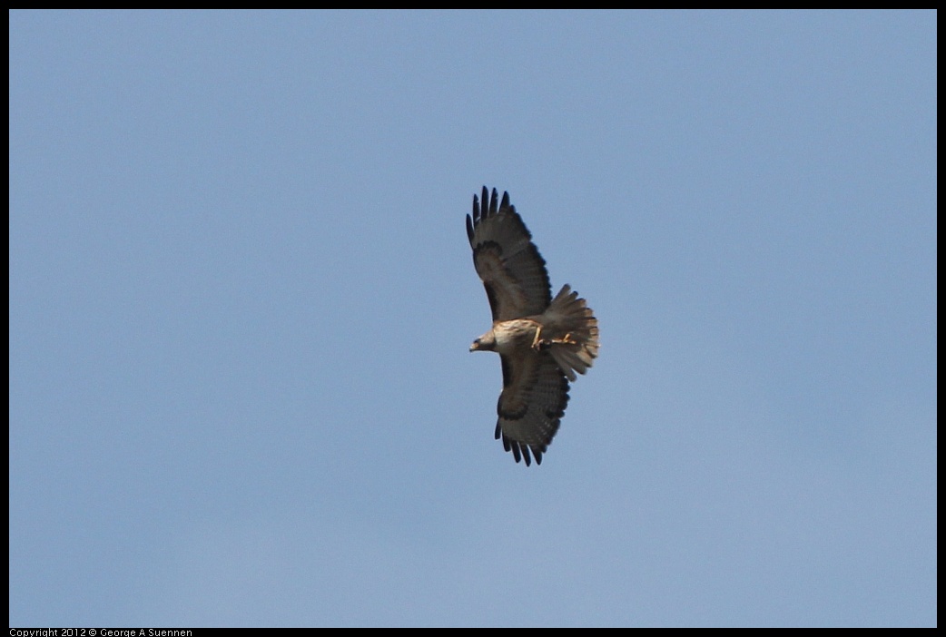 0502-082117-01.jpg - Red-tailed Hawk and American Crow