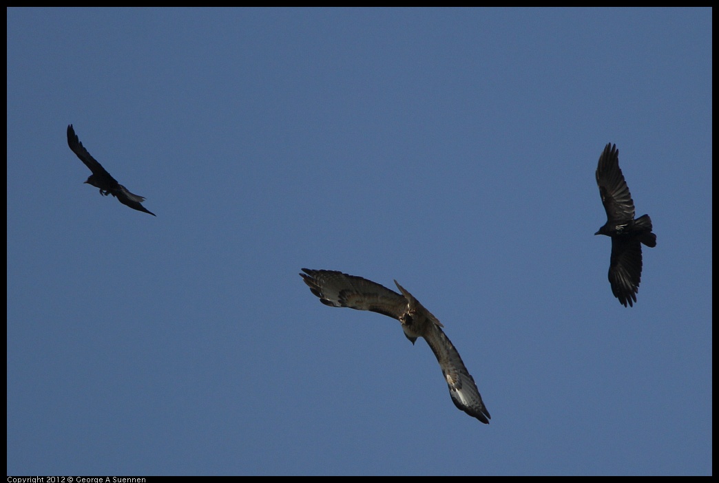 0502-082157-02.jpg - Red-tailed Hawk and American Crow