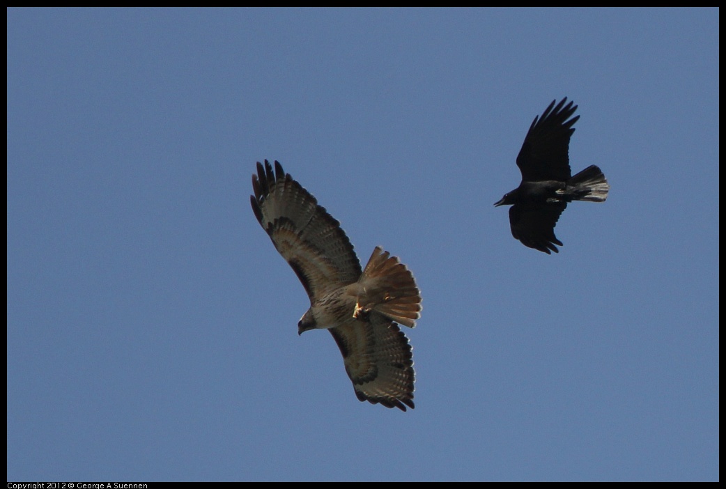 0502-082230-01.jpg - Red-tailed Hawk and American Crow