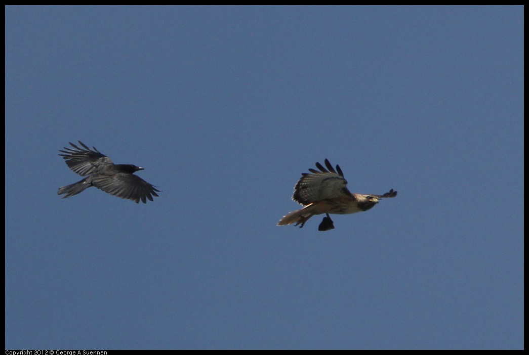 0502-082235-03.jpg - Red-tailed Hawk and American Crow