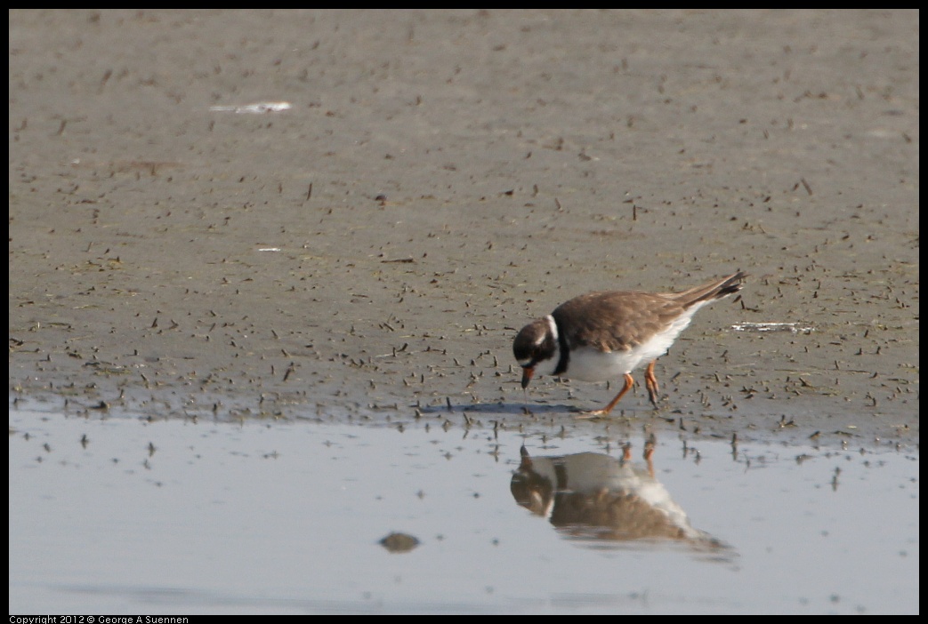 0502-083607-01.jpg - Semipalmated Plover