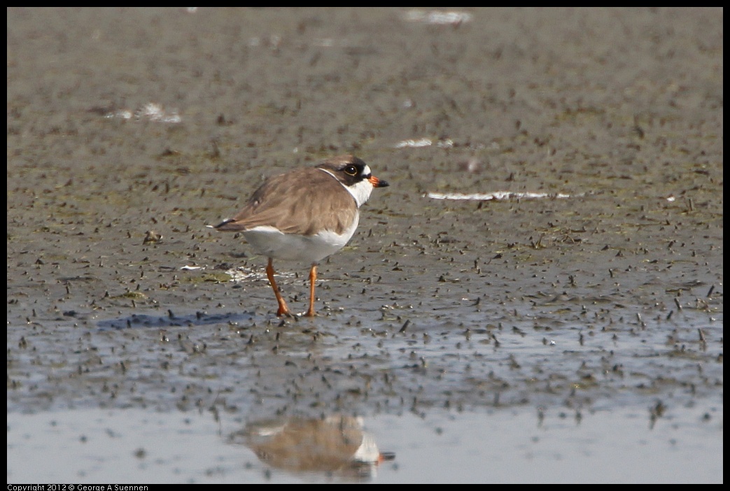 0502-083731-02.jpg - Semipalmated Plover