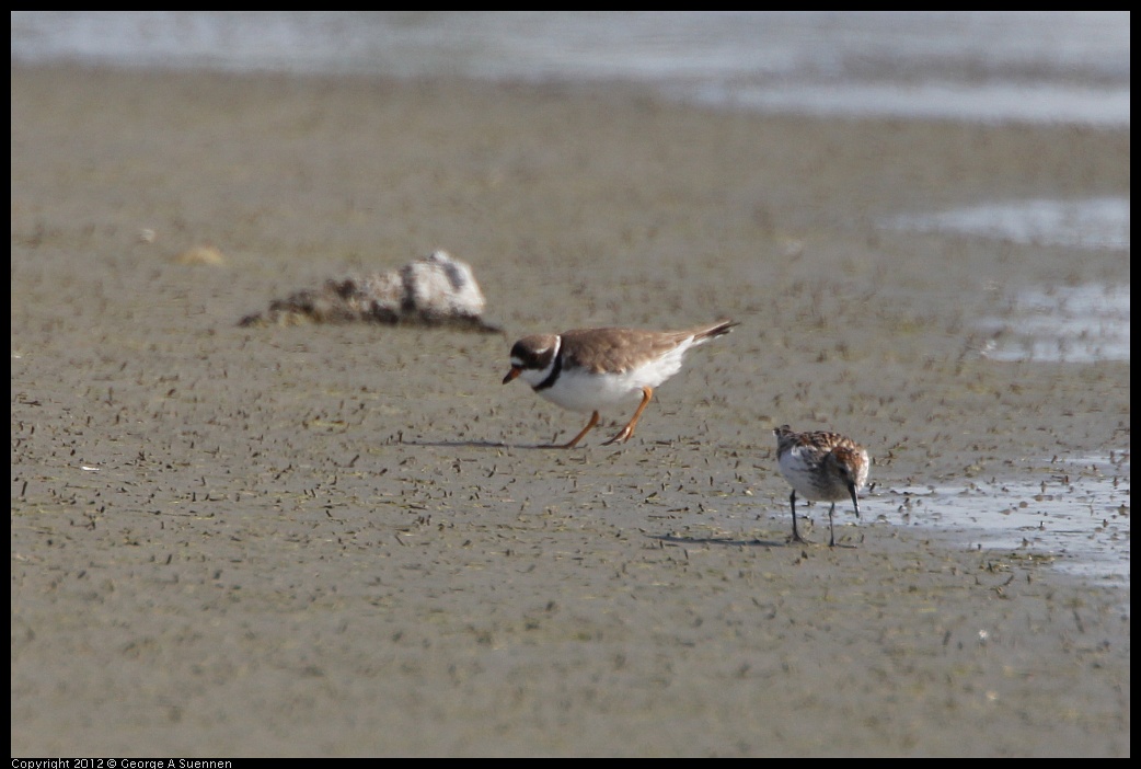 0502-083840-01.jpg - Semipalmated Plover and Western Sandpiper