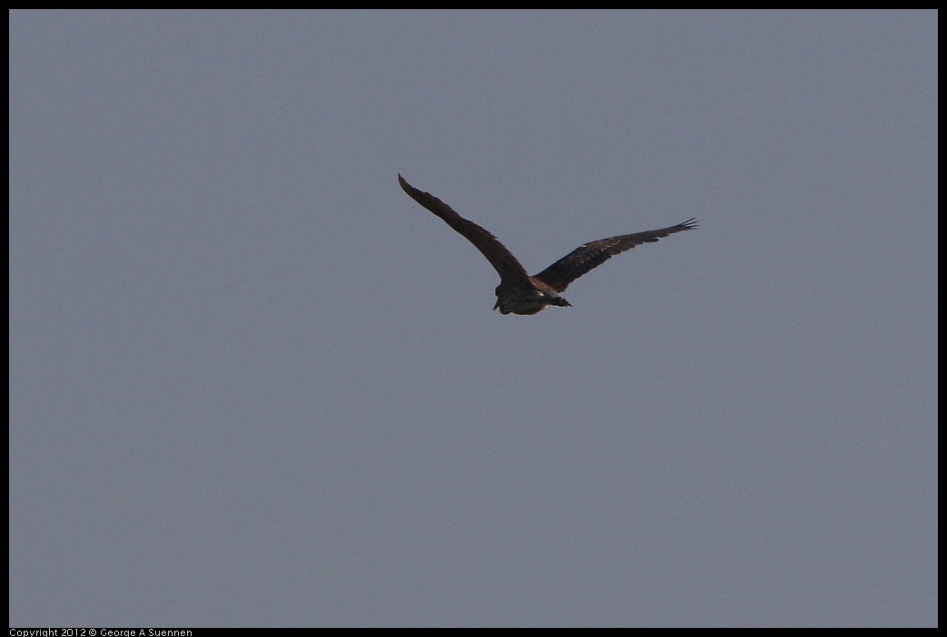0508-064621-02.jpg - Black-crowned Night Heron Juvenile