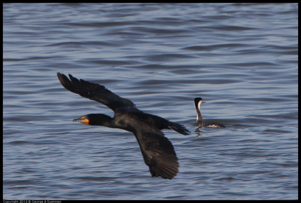 0508-070101-01.jpg - Double-crested Cormorant and Clark's Grebe