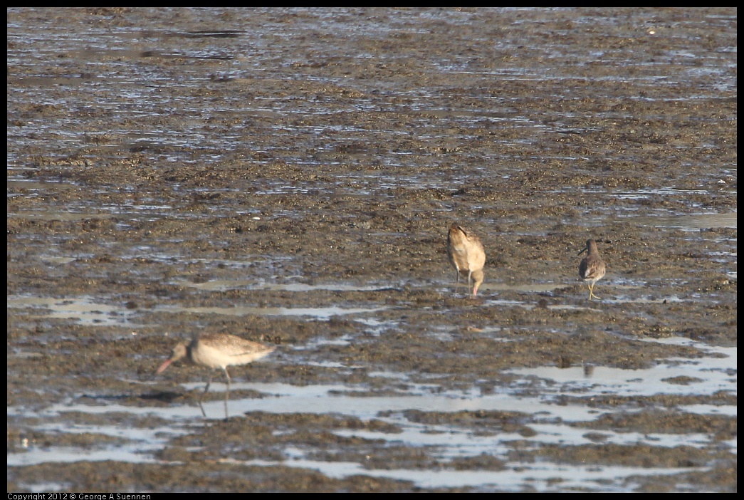 0508-070738-01.jpg - Marbled Godwit and ?